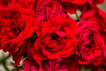 Image showing beautiful red roses for romatic background