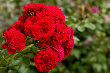 Image showing beautiful red roses for romatic background