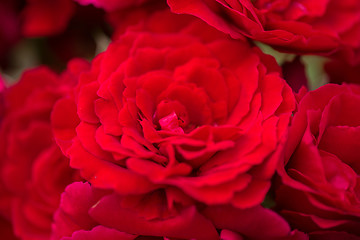 Image showing beautiful red roses for romatic background