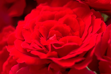 Image showing beautiful red roses for romatic background