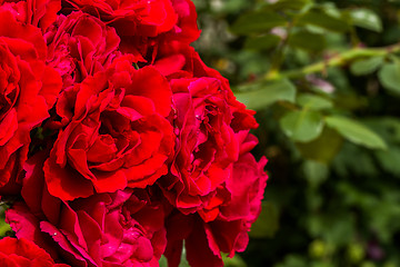 Image showing beautiful red roses for romatic background