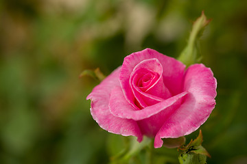 Image showing beautiful violet hibiscus in garden