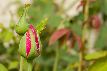 Image showing beautiful pink roses in garden