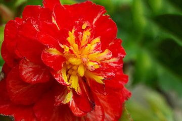 Image showing Macro of Flowers begonia