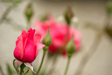 Image showing beautiful pink roses in garden