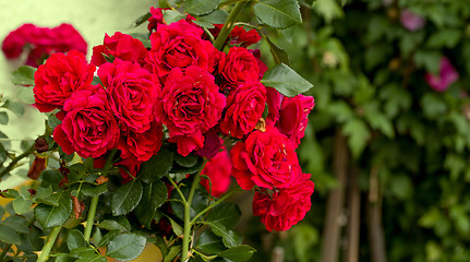 Image showing beautiful red roses for romatic background