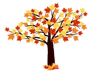 Image showing Autumn Maple Tree