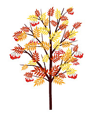 Image showing Autumn Rowan Tree