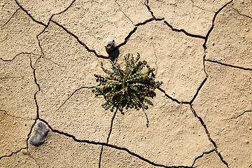 Image showing brown dry sand in sahara bush stone rock