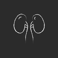 Image showing Kidney icon drawn in chalk.