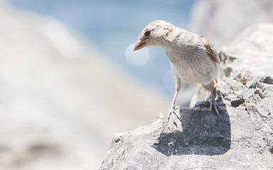 Image showing Young sparrow on the waterfront stone