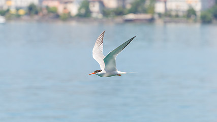 Image showing Common Tern in flight