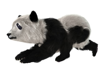 Image showing Panda Bear Cub