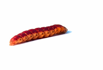 Image showing large, colorful caterpillar on a white background