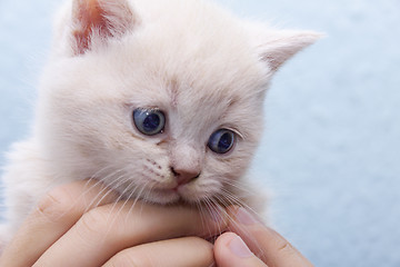 Image showing kitten in the hands of