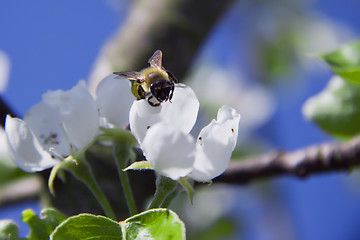 Image showing tree branch of Apple blossoms white flowers, a bee sitting on a 