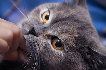 Image showing British cat lightly biting your finger man