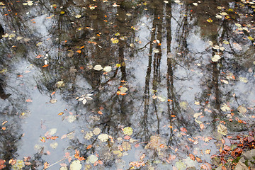 Image showing Forest in autumn with reflection in water strewn with fallen lea