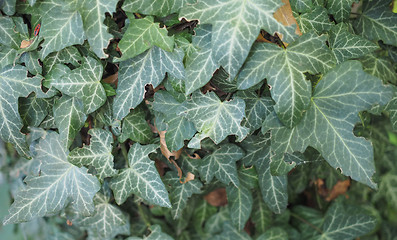 Image showing Ivy plant