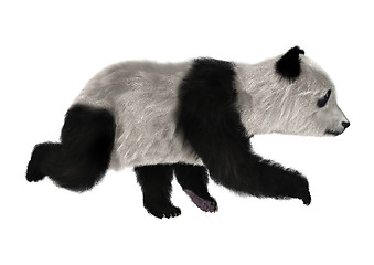 Image showing Panda Bear Cub