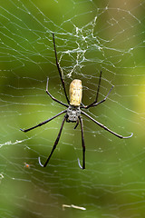 Image showing Nephila pilipes, big spider, Bali, Indonesia