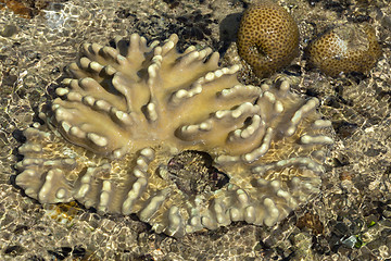 Image showing coral in low tide, indonesia