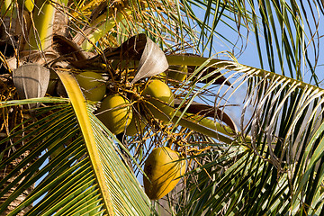 Image showing coco-palm tree with yellow nut