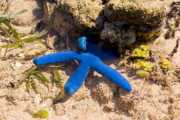 Image showing blue starfish in low tide, indonesia