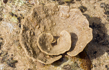 Image showing coral like flower in low tide, indonesia