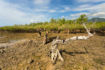 Image showing mangrove tree North Sulawesi, Indonesia