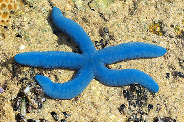 Image showing blue starfish in low tide, indonesia
