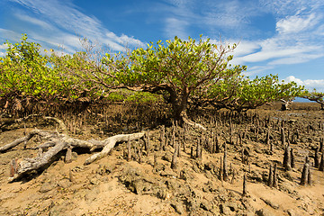 Image showing mangrove tree North Sulawesi, Indonesia