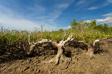 Image showing mangrove tree North Sulawesi, Indonesia