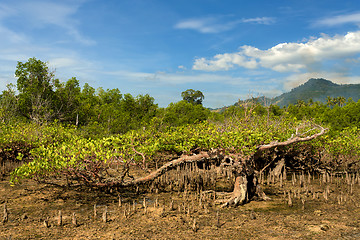 Image showing mangrove tree North Sulawesi, Indonesia