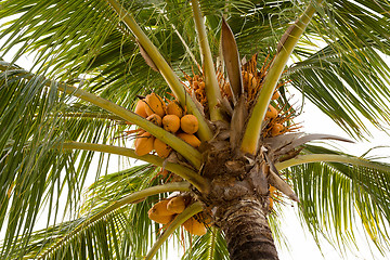 Image showing coco-palm tree with yellow nut