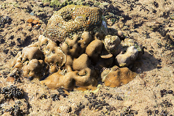 Image showing coral in low tide, indonesia