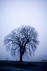 Image showing Tree in Fog