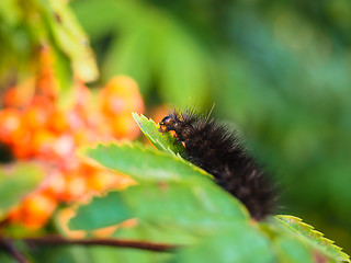 Image showing Fury dark brown caterpillar eating on a fresh green leaf in fore