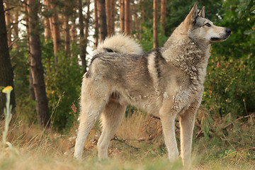 Image showing Grey dog in wood