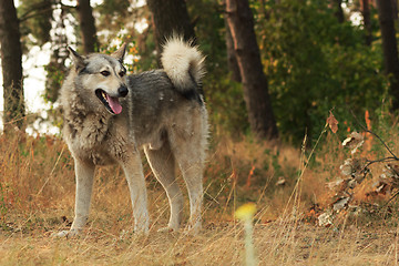 Image showing Grey dog in wood