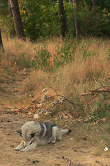 Image showing Grey dog in wood