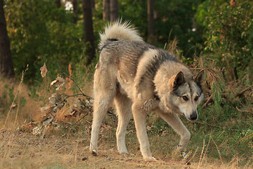 Image showing Grey dog in wood