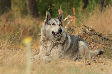 Image showing Grey dog in wood