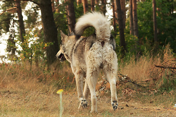 Image showing Grey dog in wood