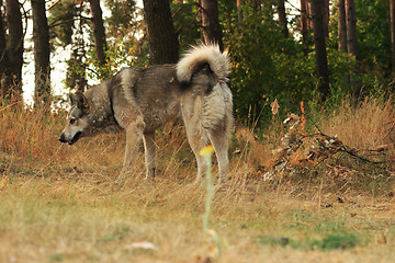 Image showing Grey dog in wood