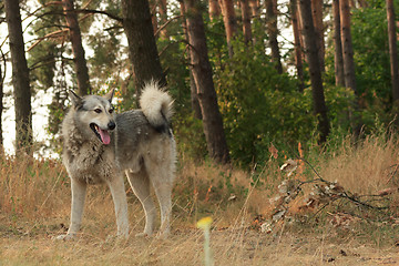 Image showing Grey dog in wood