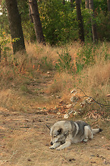 Image showing Grey dog in wood