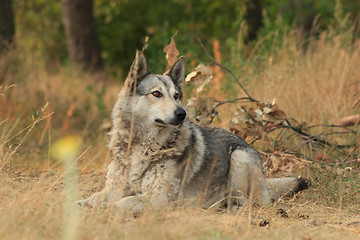 Image showing Grey dog in wood