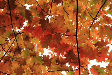 Image showing autumnal leaves texture 