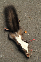 Image showing dead squirrel